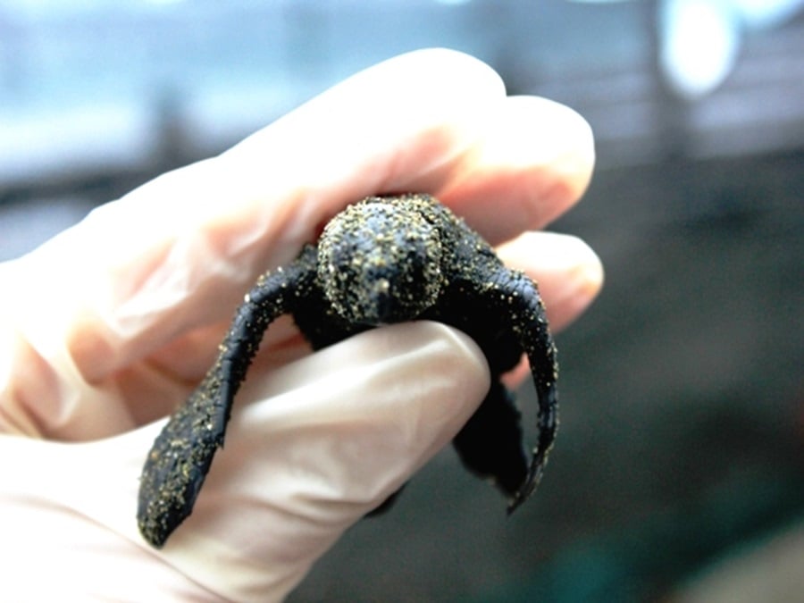 Baby Olive Ridley Turtle nesting in Osa Peninsula, Costa Rica