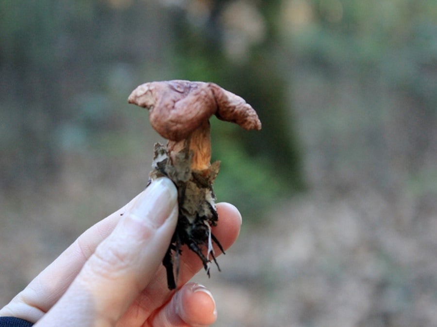 My first mushroom while foraging