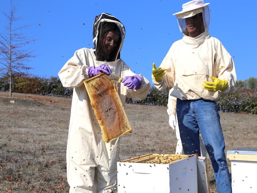 Annette White Beekeeping in Petaluma