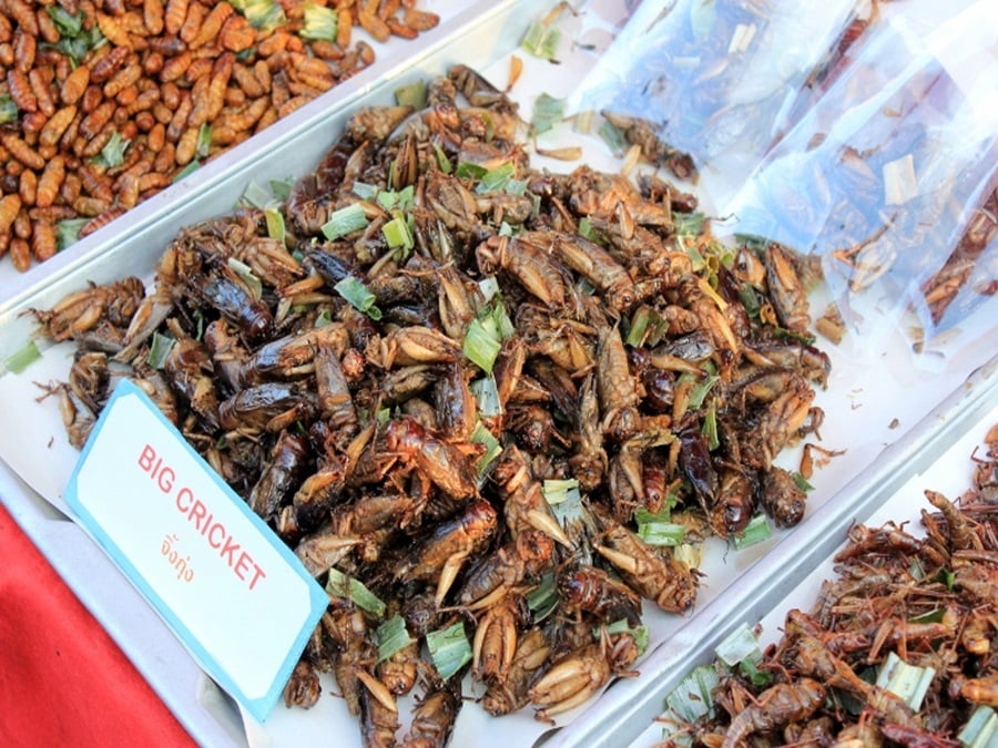 Edible Insects